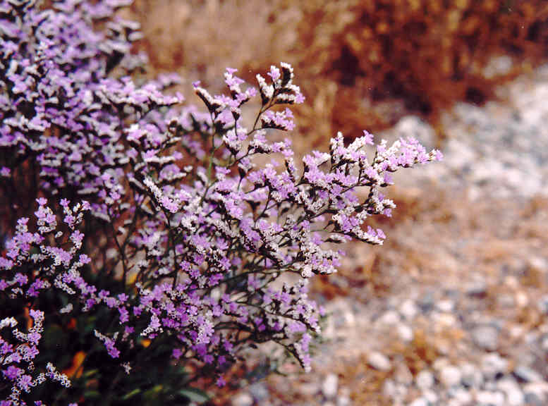 Limonium californicum